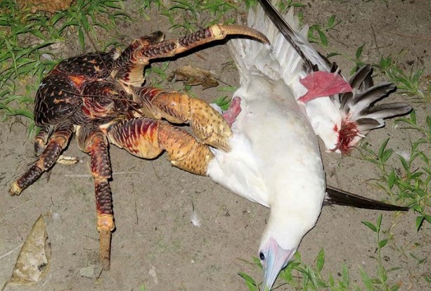 Clip: Loài cua “kỳ dị” biết trèo cây, săn chim chóc như động vật ăn thịt