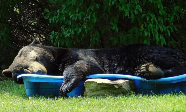 Clip: Đột nhập vào nhà người khác, chú gấu khổng lồ “hồn nhiên” làm luôn một giấc ngủ ngon lành