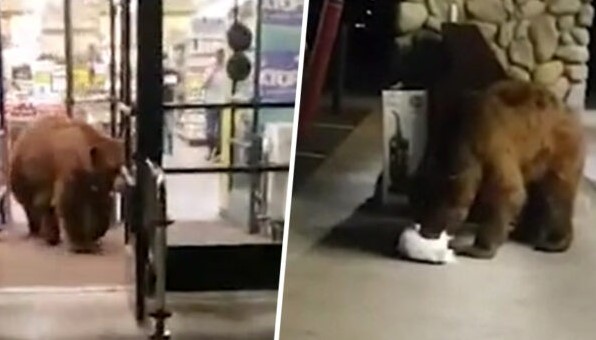 Clip: Chú gấu gần 3 m mò vào siêu thị kiếm đồ ăn rồi “đánh chén” luôn bên ngoài cửa