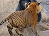 Clip: Hợp lực đi săn, đàn hổ hạ gục con gấu to lớn trong “nháy mắt“