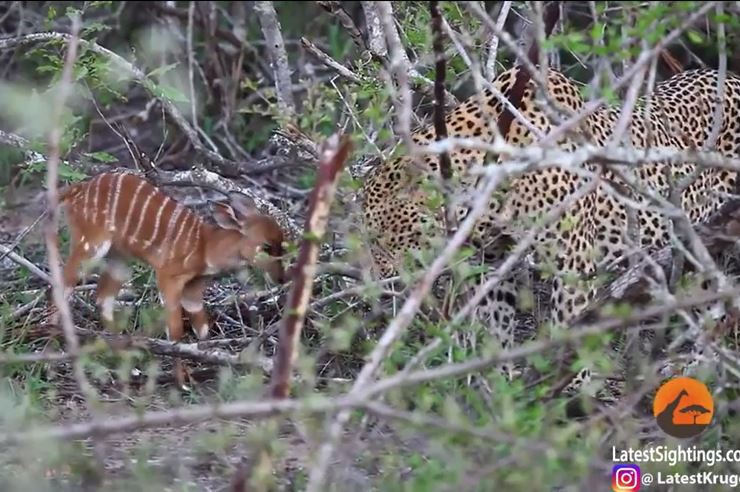 Bị linh dương con liều mạng tấn công, báo đốm có hành động "đáp trả" kỳ lạ