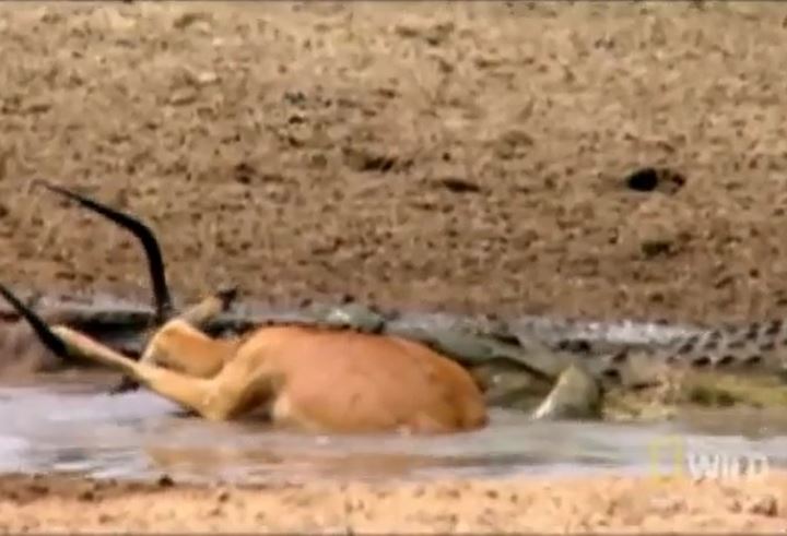 Chiếc sừng "báo hại" khiến linh dương chết thảm trước cá sấu