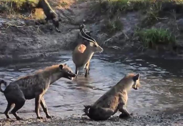 Chống cự chó hoang phi thường, linh dương vẫn bỏ mạng vì "kẻ thứ 3"