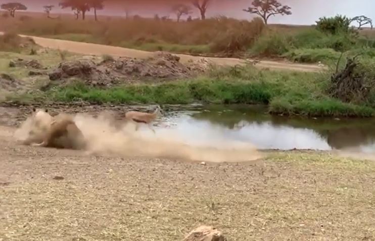 Thấy sư tử, linh dương chỉ làm một động tác nhỏ đã khiến đối phương bỏ cuộc