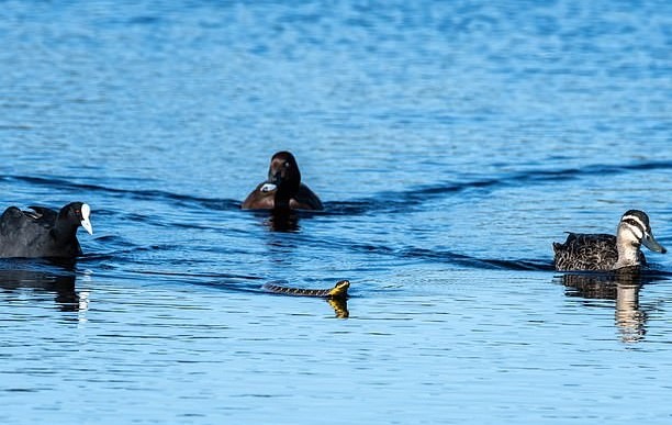 Đàn vịt 3 con hộ tống con rắn "kịch độc" bơi vào bờ