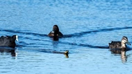 Đàn vịt 3 con hộ tống con rắn "kịch độc" bơi vào bờ