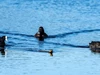Đàn vịt 3 con hộ tống con rắn "kịch độc" bơi vào bờ