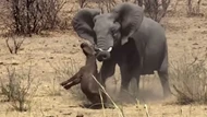 Clip: Vô tình xâm phạm lãnh thổ, trâu non hứng chịu cơn thịnh nộ từ con voi "điên"