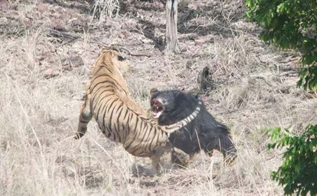 Gấu lợn mẹ chiến đấu quyết liệt, chống trả hổ dữ để bảo vệ con