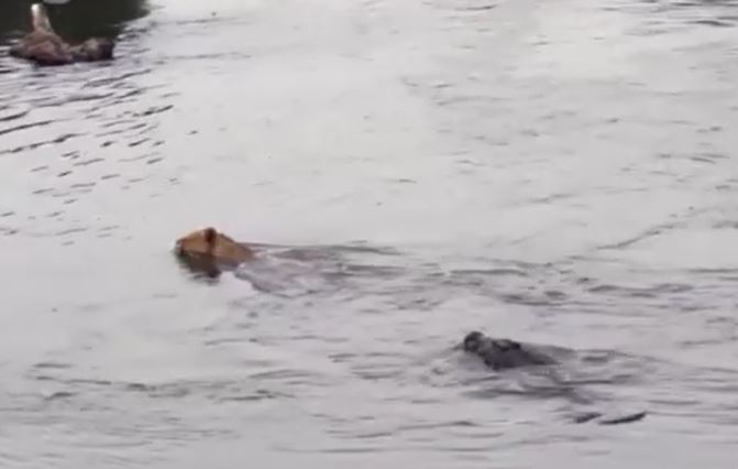 Sư tử bị cá sấu tấn công khi đang bơi qua sông và cái kết bất ngờ