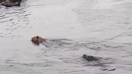 Sư tử bị cá sấu tấn công khi đang bơi qua sông và cái kết bất ngờ