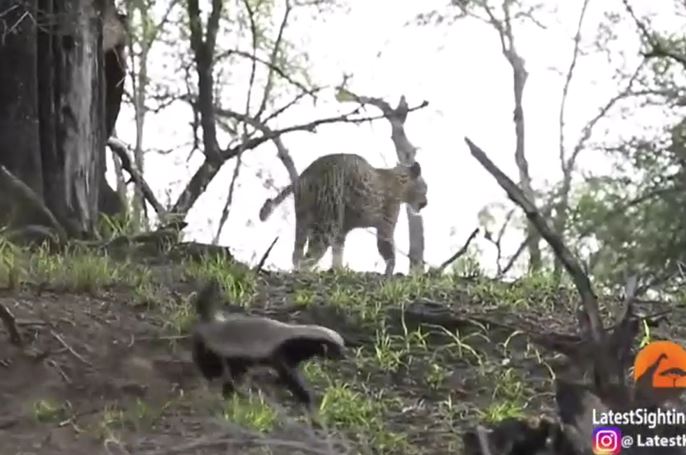 Chuẩn bị ăn thịt con mồi, báo hoa mai hoảng hốt bỏ chạy khi điều này ập đến