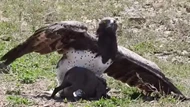 Clip: Đại bàng Martial sải cánh khuất phục lợn rừng