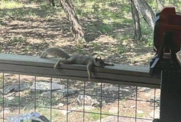 Clip: Thời tiết quá oi bức, sóc nhỏ tuyệt vọng phải tìm đến nhà dân để "hưởng ké" quạt mát và cái kết mỹ mãn