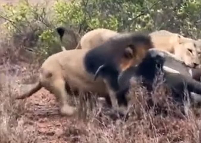 Khoảnh khắc đôi sư tử hợp lực hạ gục trâu rừng