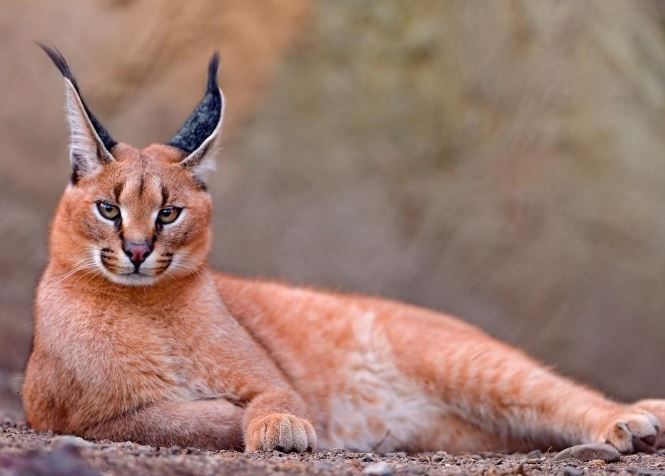 6 thú cưng độc lạ', siêu đáng yêu: Có con trị giá đến nửa tỷ đồng, là vật nuôi của giới siêu giàu