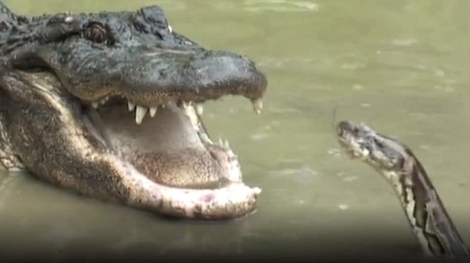 Clip: Trận ác chiến giữa trăn khổng lồ và cá sấu Mỹ