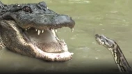Clip: Trận ác chiến giữa trăn khổng lồ và cá sấu Mỹ