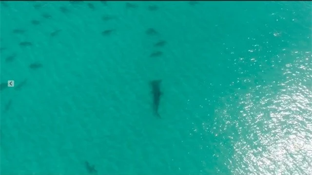 Cá mập đầu búa khổng lồ và chuyến đi săn hàng nghìn con mồi di cư xấu số ảnh 1