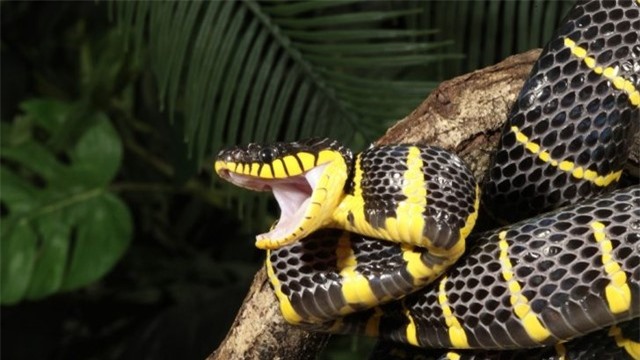 Rắn hổ mang chúa nuốt chửng kẻ đi săn mồi trong chớp mắt ảnh 1 Rắn hổ mang chúa nuốt chửng kẻ đi săn mồi trong chớp mắt ảnh 1