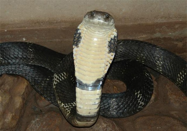 Rắn hổ mang chúa nuốt chửng kẻ đi săn mồi trong chớp mắt ảnh 2 Rắn hổ mang chúa nuốt chửng kẻ đi săn mồi trong chớp mắt ảnh 2