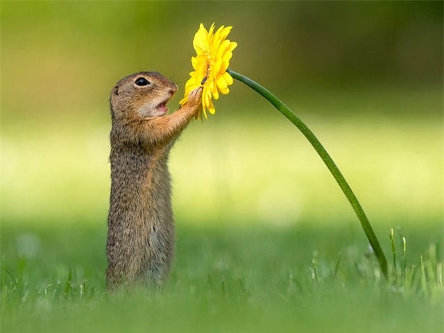 Sóc con tận hưởng hương vị của cuộc sống ảnh 4