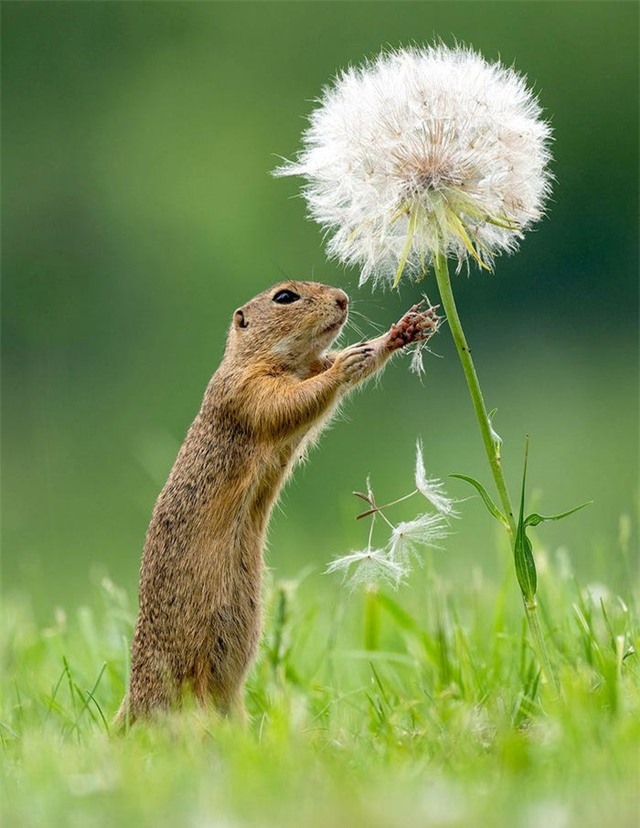 Sóc con tận hưởng hương vị của cuộc sống ảnh 5