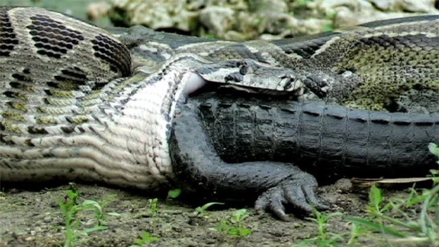 Một phút sơ sẩy, “sát thủ” đầm lầy Amazon trở thành miếng mồi của trăn khổng lồ Anaconda ảnh 1