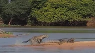 Thản nhiên nằm phơi nắng, cá sấu trả giá bằng mạng sống vì thiếu cảnh giác