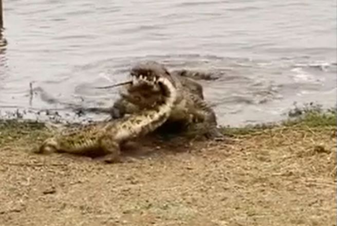 "Lạnh gáy" chứng kiến cá sấu ăn thịt, nuốt chửng đồng loại trong giây lát