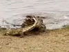 "Lạnh gáy" chứng kiến cá sấu ăn thịt, nuốt chửng đồng loại trong giây lát