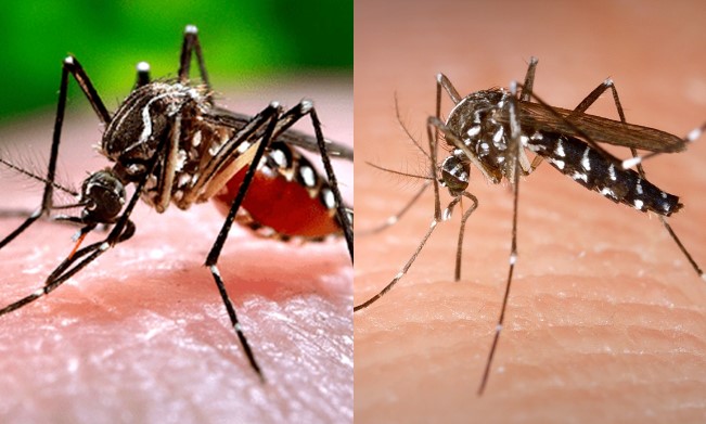 Top 10 loài côn trùng nguy hiểm nhất thế giới: Số 1 con người cực kỳ ghét, ở đâu cũng thấy có mặt