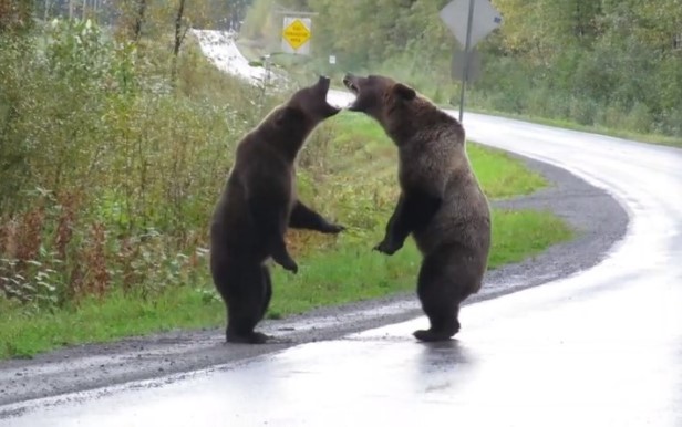 Clip: Gấu xám choảng nhau giữa đường cao tốc