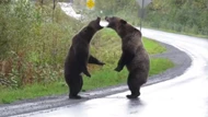 Clip: Gấu xám choảng nhau giữa đường cao tốc
