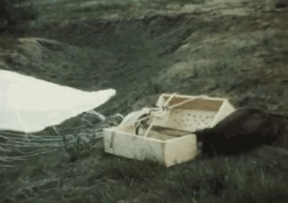 Năm 1948, gần 100 con hải ly đua nhau nhảy dù từ trên trời xuống, chuyên gia chỉ ra sự thật không ngờ