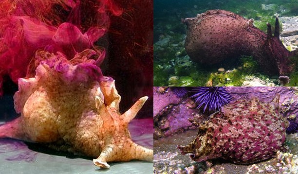 Loài vật biến thái nhất thế giới: Thích ân ái thác loạn, ngoại hình kỳ dị nhìn cũng đủ rùng mình