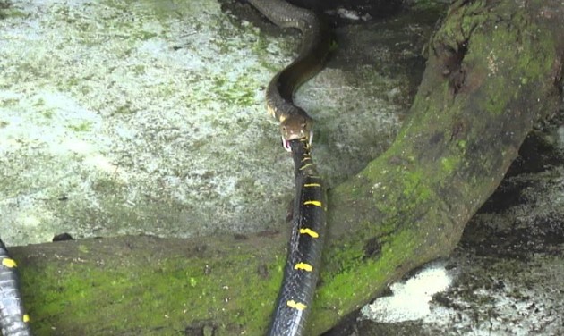 Clip: Rắn hổ mang chúa nuốt chửng kẻ đi săn mồi trong chớp mắt