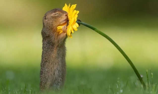 Khoảnh khắc đáng yêu của chú sóc con đang tận hưởng hương vị của cuộc sống