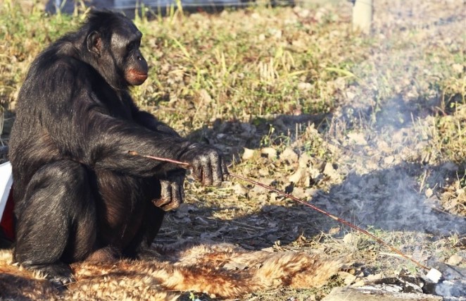 Clip: Chú vượn biết nhóm bếp, nấu nướng lành nghề như con người