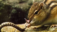 Clip: Hai trạng thái đối nghịch giữa kẻ đi săn rắn độc và kẻ bị rắn độc săn của loài sóc chuột