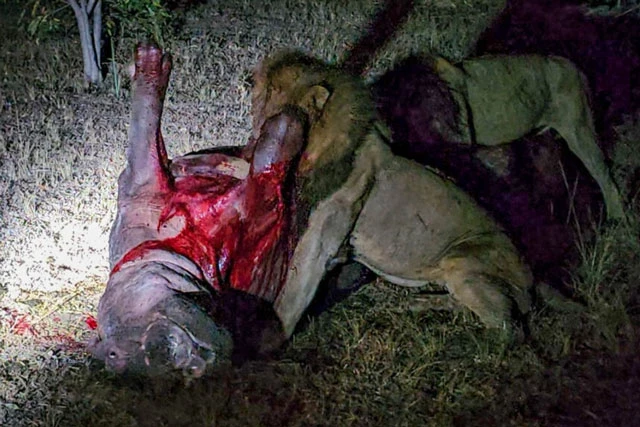 Đáng tiếc là vết thương quá nặng đã khiến Henry tử nạn và trở thành bữa ăn cho sư tử.