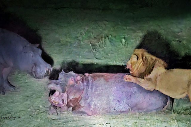 Hà mã tuyệt vọng giải cứu đồng loại khỏi nanh vuốt sư tử