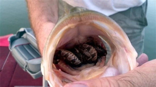 Hy hữu ngư dân câu được con cá chứa nguyên một con rắn độc còn sống trong bụng ảnh 1