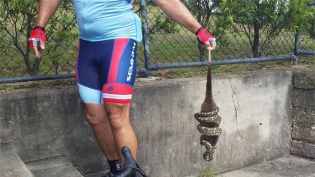 Ngủ gật ngã từ trên cây xuống đất, chồn túi trở thành bữa trưa của con trăn ảnh 1 Ngủ gật ngã từ trên cây xuống đất, chồn túi trở thành bữa trưa của con trăn ảnh 1