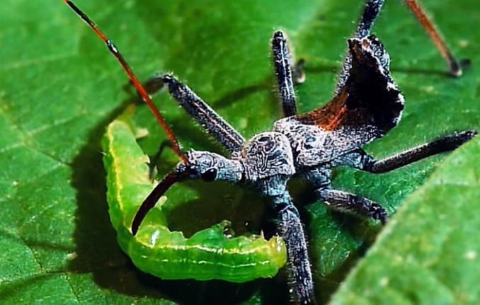 Clip: Cận cảnh bọ sát thủ hạ gục con mồi bằng chất độc chết người