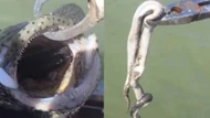 Clip: Hy hữu ngư dân câu được con cá chứa nguyên một con rắn độc còn sống trong bụng
