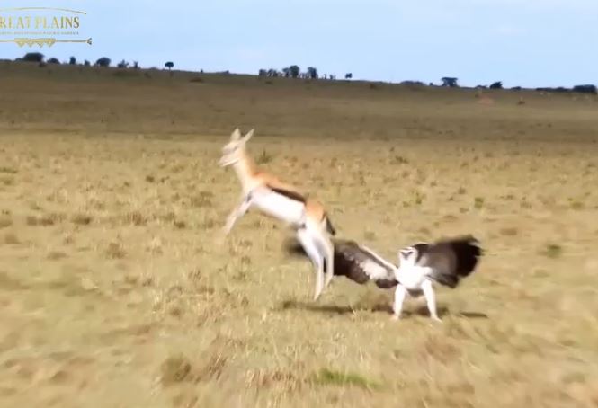 Linh dương liều mình húc văng đại bàng cứu con