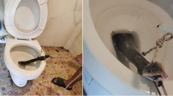 “Hết hồn” phát hiện rắn hổ mang kịch độc trong bồn cầu