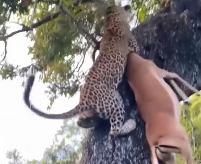 Clip: Báo hoa mai thể hiện sức mạnh khủng khiếp khi tha con mồi to lớn lên ngọn cây