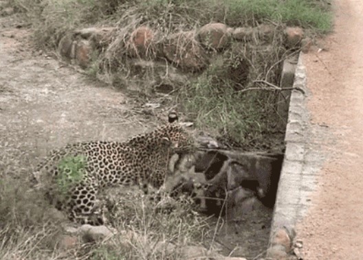 Clip: Báo hoa mai và linh cẩu ‘chơi trò kéo co’: Sợi dây là xác linh dương Impala